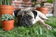 A mischievous pug dog relaxes in the grass near a toppled flowerpot.