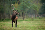 Fototapeta Sawanna - Beautiful and imposing male Red deer (Cervus elaphus)