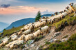 Flock of sheep descend slopes in the Carpathian mountains, Romania, at sunset