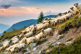 Fototapeta Mosty linowy / wiszący - Flock of sheep descend slopes in the Carpathian mountains, Romania, at sunset