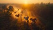 Herd of wild horses running gallop in dust at sunset time. A herd of horses running through a field on a Mexican Ranch at sunrise