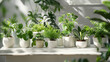Different indoor plants with decorations on the white table. Stylish composition of home garden green minimal interior.