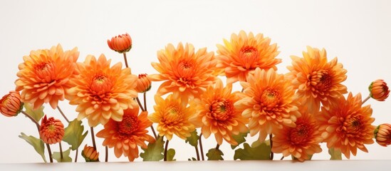 Canvas Print - A collection of vibrant orange chrysanthemum flowers is arranged neatly on top of a table, contrasting beautifully against the white surface. The flowers appear fresh and carefully placed, creating a