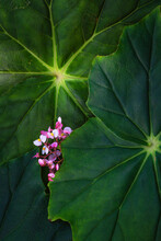 Pink Begonias And Large Leaves