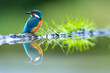 © Kike Arnaiz/Stocksy - colorful kingfisher in Scotland