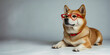 Red dog with red glasses on light colored background, banner. Concept of education, learning and science. Smart dog. Shiba inu.