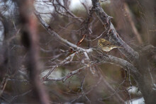 Small Bird (tree Pipit) Perching On A Branch