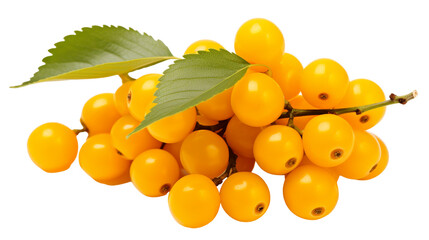 Wall Mural - Buckthorn Isolated on transparent background, (PNG).