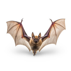 bat isolated on white