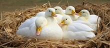 A Cluster Of White Ducks Are Gathered Together Within A Nest, Settling Down Comfortably. The Ducks Are Perched And Resting Peacefully In The Cozy Nest Made Of Twigs And Grass.
