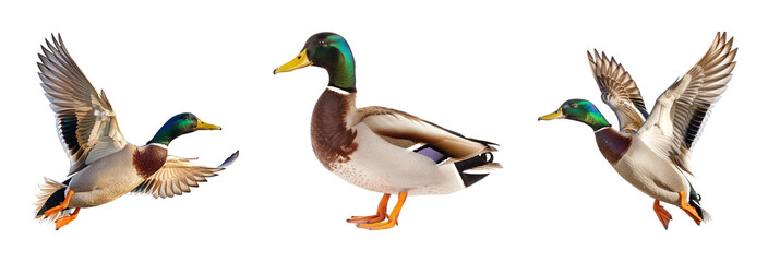 Male mallard in flight on transparent background