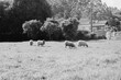 © Adrian Rodd/Stocksy - Four Graceful Sheep in the Countryside: A Monochrome Portrait