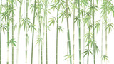 Fototapeta Dziecięca - A row of bamboo trees with a white background