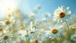 beautiful spring blurred background a blossoming meadow filled with daisies under a serene blue sky 