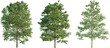 Tilia europaea tree 4k png cutout png