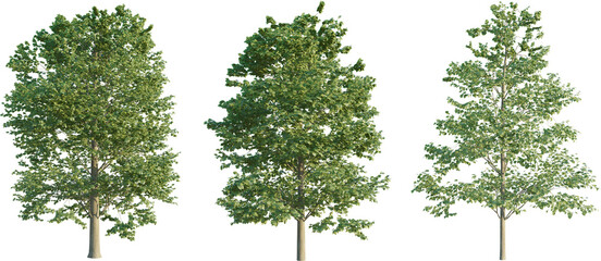 Poster - Tilia europaea tree 4k png cutout png