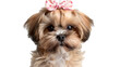 a portrait of a shih tzu with a flower and a bow, isolated on transparent background, png file