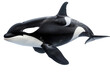 a black and white orca with a dorsal fin, isolated on transparent background, png file