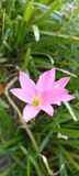 Fototapeta  - pink flower