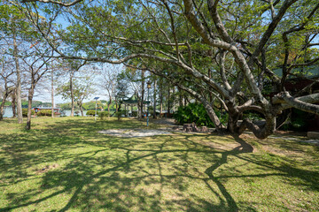 Wall Mural - The ancient trees in the park, West Lake, Huizhou, Guangdong, China