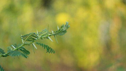 Wall Mural - Porlieria microphylla, one of the plants with sharp thorns that is beneficial for health by boiling the leaves