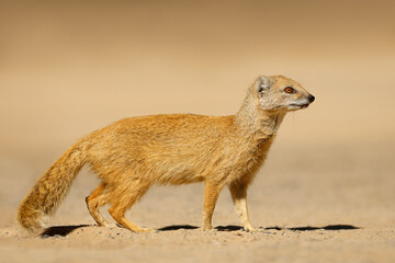 Wall Mural - an alert yellow mongoose (cynictus penicillata), kalahari desert, south africa.