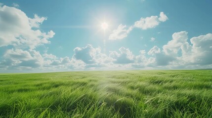 Wall Mural - A serene scene with a white cloud bank, a blue sky, green grass, and a bright sun - it looks like heaven on earth