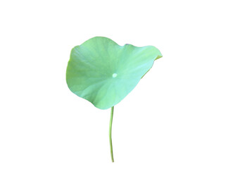 Wall Mural - Isolated waterlily or lotus leaf with clipping paths.	
