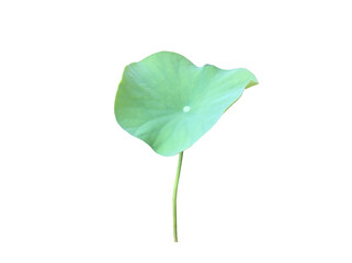 Wall Mural - Isolated waterlily or lotus leaf with clipping paths.	