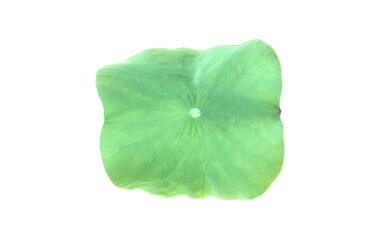 Wall Mural - Isolated waterlily or lotus leaf with clipping paths.	