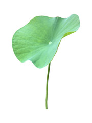 Wall Mural - Isolated waterlily or lotus leaf with clipping paths.	