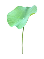 Wall Mural - Isolated waterlily or lotus leaf with clipping paths.	
