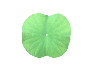 Wall Mural - Isolated waterlily or lotus leaf with clipping paths.	