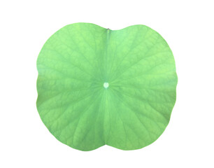 Wall Mural - Isolated waterlily or lotus leaf with clipping paths.	