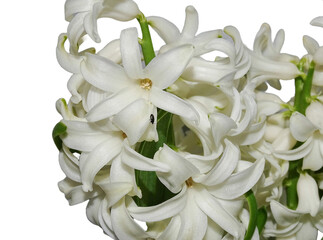 Wall Mural - White Hyacinth flower isolated on white background. Hyacinthus orientalis