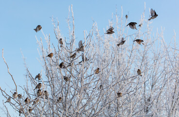 Wall Mural - Sparrows on snowy tree branches in winter