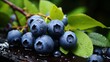 Fresh blueberries vivid natural abundance