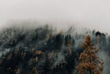 Fototapeta Panele - fog in the forest