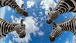 Bottom view of zebras standing in a circle against the sky. An unusual look at animals. Animal looking at camera