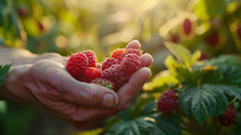 Harvest raspberries by hand for a true connection with nature. Each pluck brings the satisfaction of gathering sweetness from the earth, a mindful and rewarding experience.
