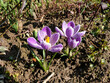 bee on violet crocuses - spring flowers