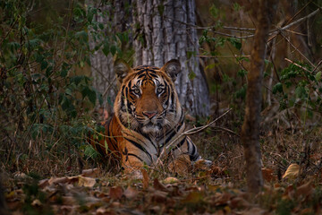 Wall Mural - indian tiger walk between the tree, hidden in the forest. big orange striped cat in the nature habit