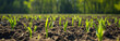 Wheat sprout on the field in spring. Agricultural field. Banner slider horizontal template. Blurred background.