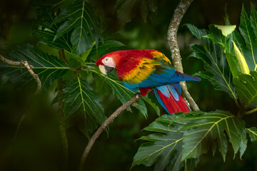 Nature in Costa Rica. Red mascaw parrot on the tree with big leaves. Scarlet Macaw, Ara macao, bird sitting on the branch, Tarcoles river, Costa Rica. Wildlife scene from tropical forest.