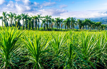 Wall Mural - green ananas plantation open air with green field with leaves and plants in pots on foreground and palm trees with beautiful blue cloudy sky above mountains on background