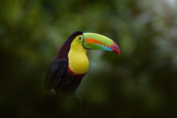 Wall Mural - costa rica nature, tucan on tree branch. keel-billed toucan, ramphastos sulfuratus, bird with big bi