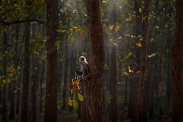 Wall Mural - monkey in the forest, guard in evening sunset. malabar sacred langur, semnopithecus hypoleucos, sitt