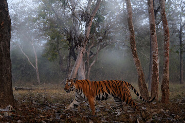 Wall Mural - indian tiger walk between the tree, hidden in the forest. big orange striped cat in the nature habit