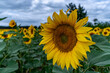 Sonnenblume in Nahaufnahme vor dramatischem Himmel