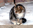 portrait of a cat sitting on the porch near the door in winter
